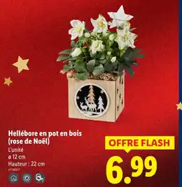 Lidl Hellébore en pot en bois (rose de noël) offre