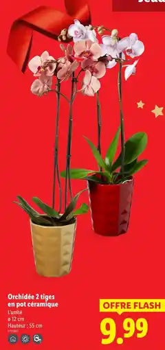 Lidl Orchidée 2 tiges en pot céramique offre