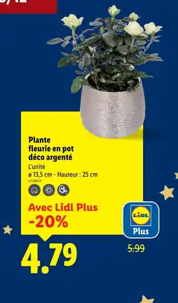 Lidl Plante fleurie en pot déco argenté offre