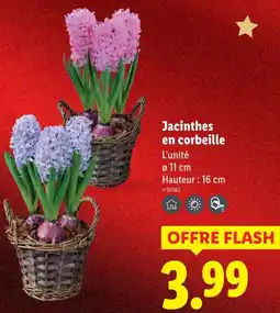 Lidl Jacinthes en corbeille offre