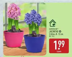 ALDI GARDENLINE Jacinthe offre