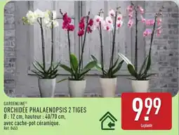 ALDI GARDENLINE Orchidée phalaenopsis 2 tiges offre