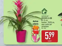 ALDI GARDENLINE Bromélia offre