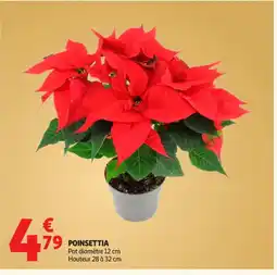 Auchan Supermarché Poinsettia offre