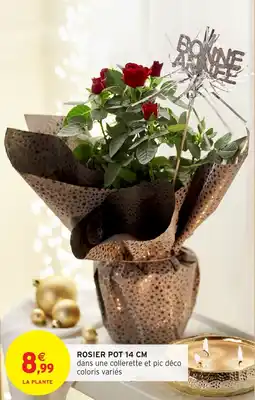 Intermarché Rosier pot offre