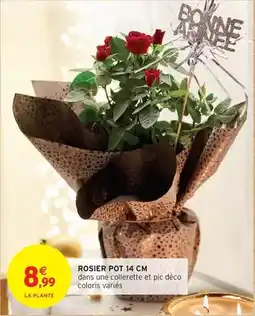 Intermarché Express Rosier pot 14 cm offre