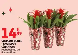 Auchan Guzmana rouge + cache pot céramique offre