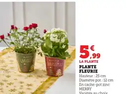 Bi1 Plante fleurie offre