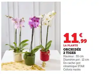 Bi1 Orchidée 2 tiges offre
