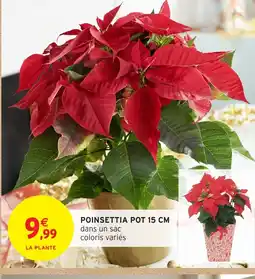 Intermarché Hyper Poinsettia pot offre