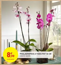 Intermarché Hyper Phalaenopsis 2 tiges pot offre