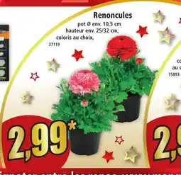 Norma Renoncules offre