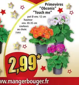 Norma Primevères obconia touch me offre
