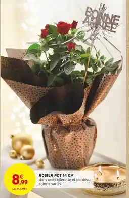 Intermarché Rosier pot 14 cm offre