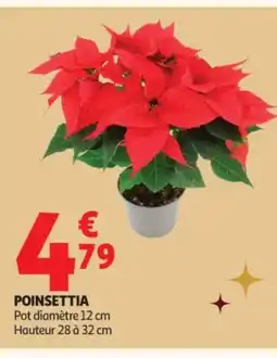 Auchan Poinsettia offre