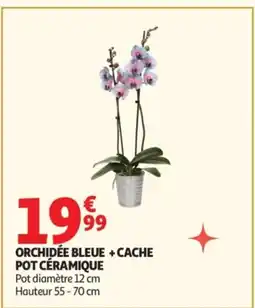 Auchan Orchidée bleue + cache pot céramique offre