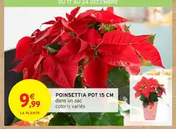 Intermarché Contact Poinsettia pot offre