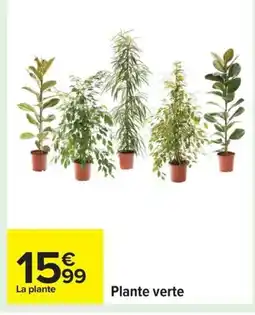 Carrefour Plante verte offre