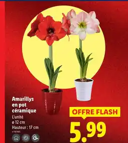 Lidl Amarillys en pot céramique offre