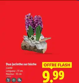 Lidl Duo jacinthe sur bûche offre