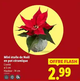 Lidl Mini étoile de noël en pot céramique offre