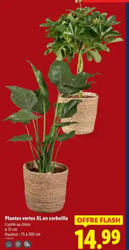 Lidl Plantes vertes xl en corbeille offre