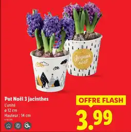 Lidl Pot noël 3 jacinthes offre