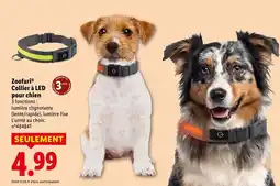 Lidl Zoofari collier à led pour chien offre