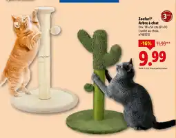 Lidl Zoofari arbre à chat offre