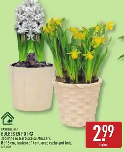ALDI GARDENLINE Bulbes en pot offre