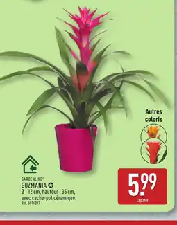ALDI GARDENLINE Guzmania offre
