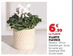 Hyper U Plante fleurie offre