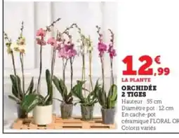 Hyper U Orchidée 2 tiges offre