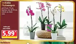 Norma Orchidée Phalaenopsis offre