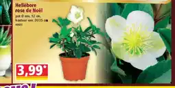 Norma Hellébore rose de Noël offre