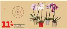 Auchan Orchidée 2 branches + pot pailleté offre