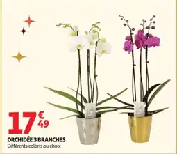 Auchan Orchidée 3 branches offre