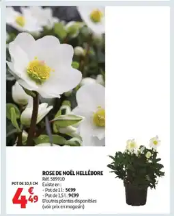 Auchan Rose de noël hellebore offre