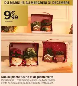 Carrefour Contact Duo de plante fleurie et de plante verte offre