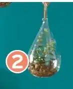 Intermarché Atmosphera plante terrarium 19cm offre
