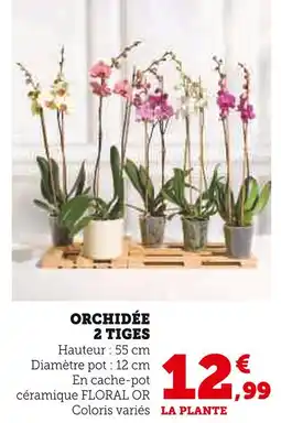 Super U Orchidée 2 tiges offre