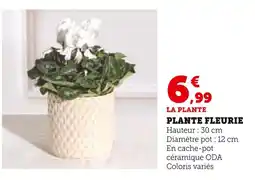 Super U Plante fleurie offre