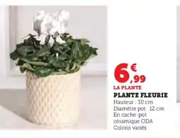 Hyper U Plante fleurie offre