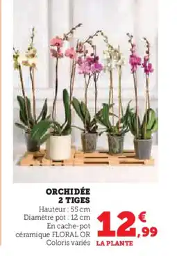 Hyper U Orchidée 2 tiges offre