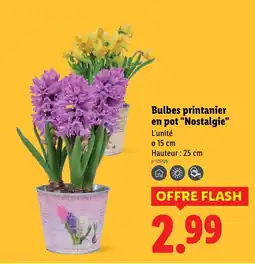Lidl Bulbes printanier en pot "Nostalgie" offre