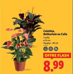 Lidl Calathéa, Anthurium ou Calla offre