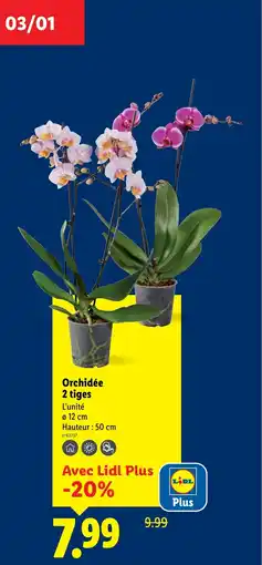 Lidl Orchidée 2 tiges offre