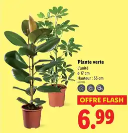 Lidl Plante verte offre