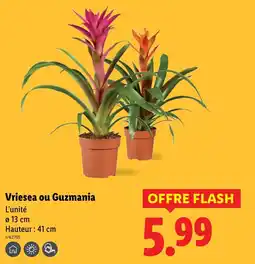 Lidl Vriesea ou Guzmania offre