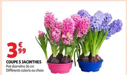 Auchan Coupe 5 jacinthes offre